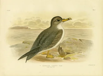 Grand pétrel gris, 1891